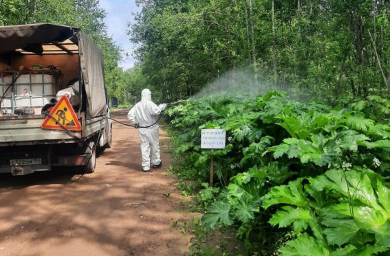 С 1 июня дороги в Новгородской области начнут обрабатывать от борщевика