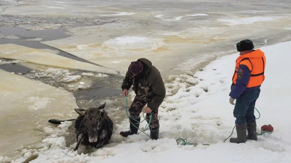 На границе Новгородской и Вологодской областей сотрудники МЧС спасли лося