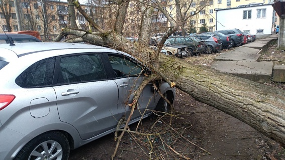Из-за сильного ветра в Великом Новгороде на автомобили упали деревья