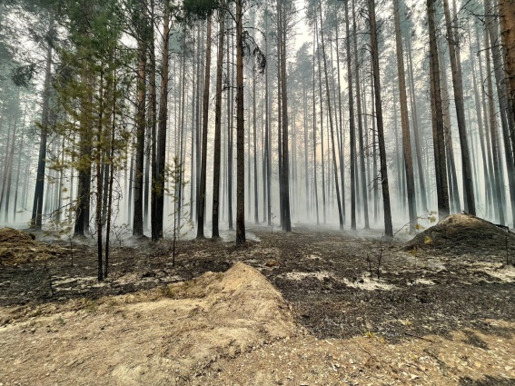 В Карелии площадь лесных пожаров уменьшилась, но прогноз погоды по-прежнему неблагоприятный